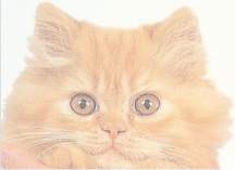 Fluffykins