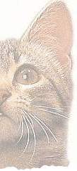 Bright Eyes